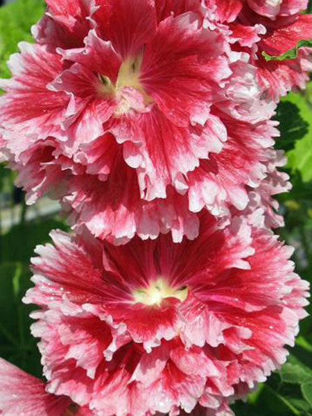 Hollyhock - Fiesta Time