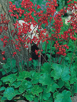 Heuchera - Coral Bells Firefly