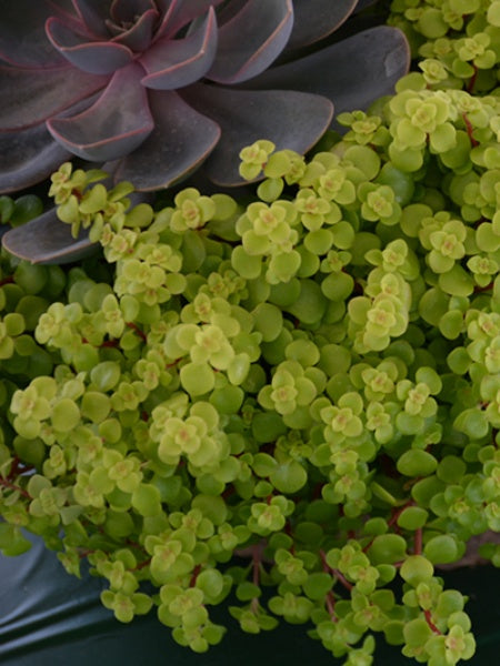 Sedum - Creeping makinoi Ogon