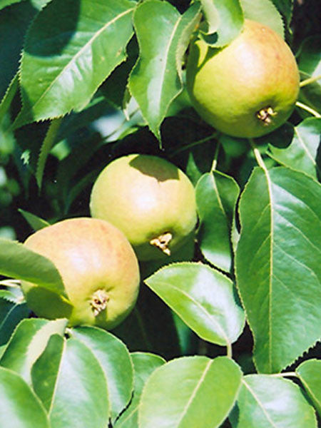 Pear - Golden Spice - 5 Gallon