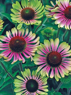 Echinacea -  Coneflower  Green Twister