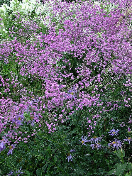 Meadow Rue - Hewitt's Double
