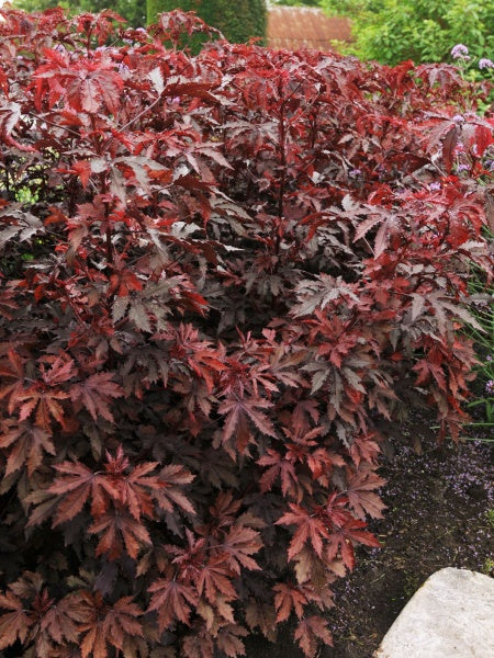 Hibiscus - Mahogany Splendor