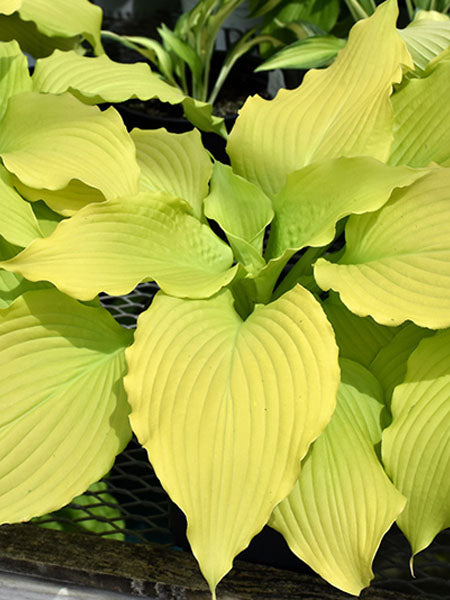 Hosta Dancing Queen