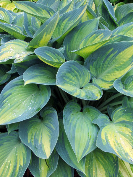 Hosta - June