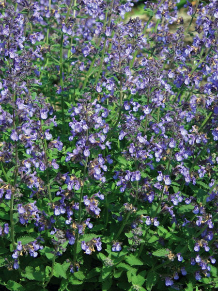 Catmint - Junior Walker