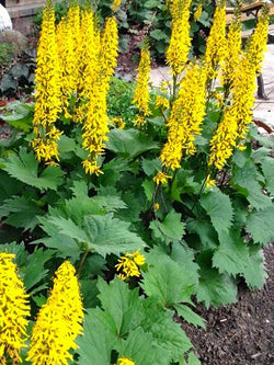 Ligularia - Little Rocket