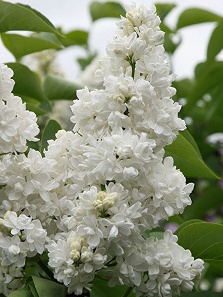 Lilac - Madame Lemoine French - 2 Gallon