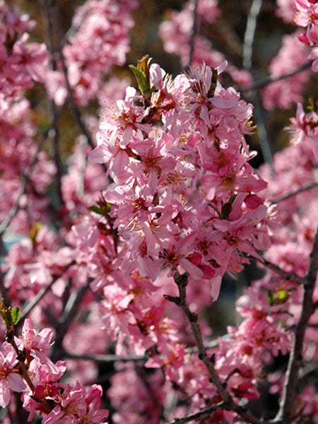 Cherry and Plum Trees – Calgary Plants
