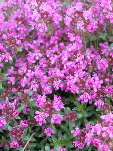 Thyme - Pink Chintz Creeping – Calgary Plants