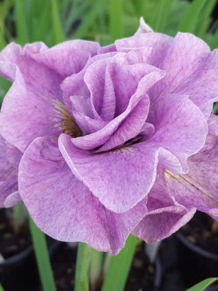 Iris - Siberian Pink Parfait Double