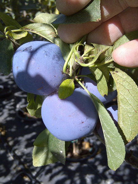 Plum - Mount Royal - 5 Gallon
