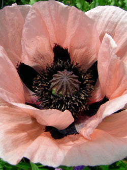 Poppy - Princess Victoria Louise Oriental