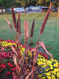 Annual Grass - Purple Majesty Millet