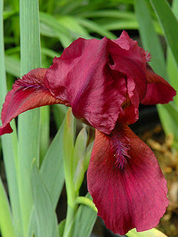 Iris - Pumila Dwarf Bearded Red