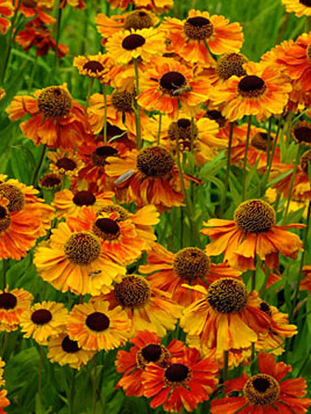 Helenium - Helen's Flower Sahin's Early