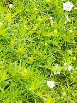 Sagina Subulata - Scotch Moss - Aurea