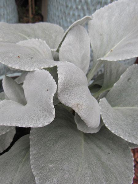 Senecio - Angel Wings