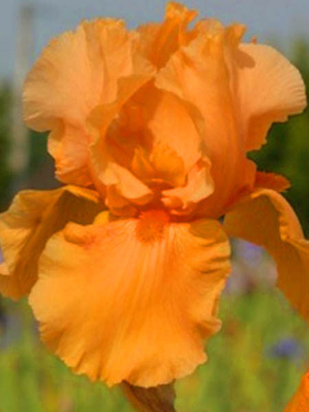 Iris - Germanica Skyfire
