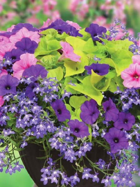 Hanging Basket - Spring Has Sprung