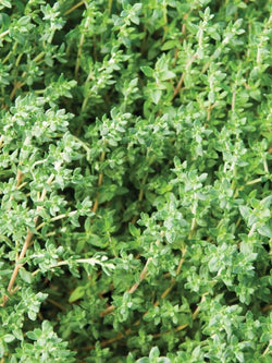 Herb - Thyme Faustinoi (French)