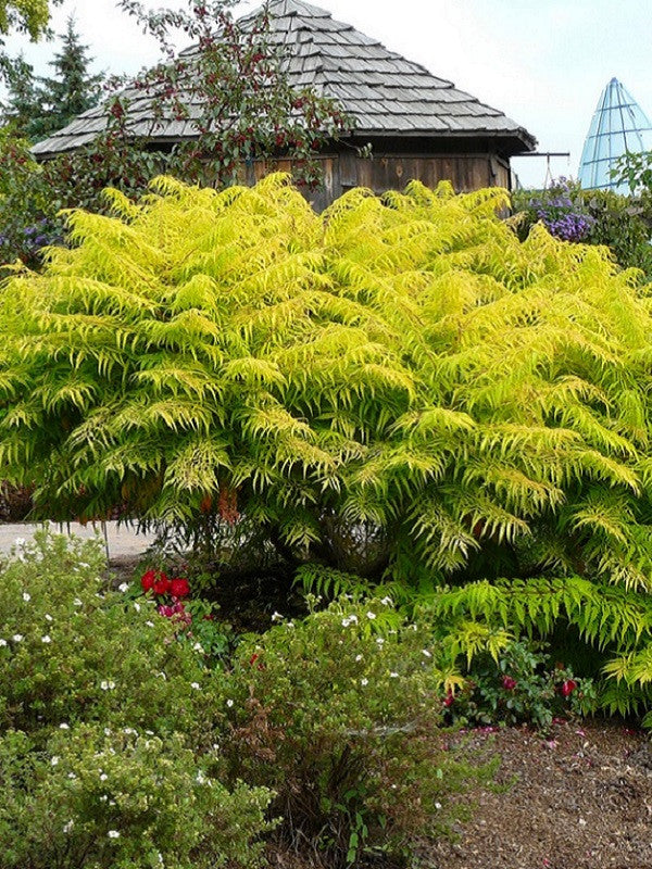 Sumac - Tiger Eyes Staghorn - 2 Gallon