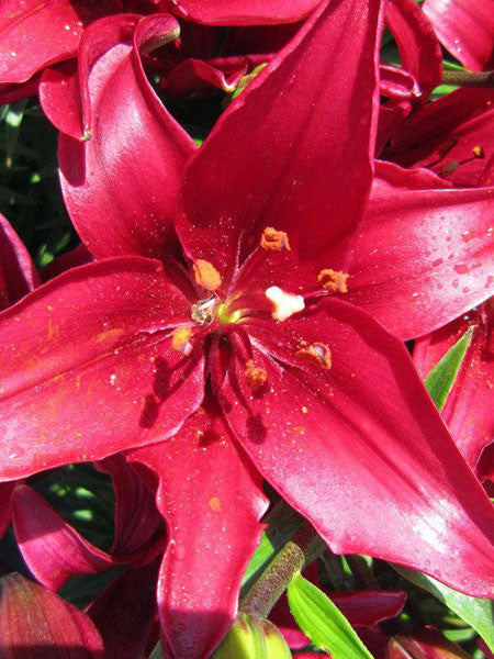 tiny ghost asiatic lily care Lily