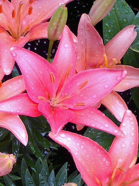 Lily - Dwarf Asiatic Tiny Pearl