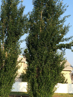 Poplar - Tower - 10 Gallon