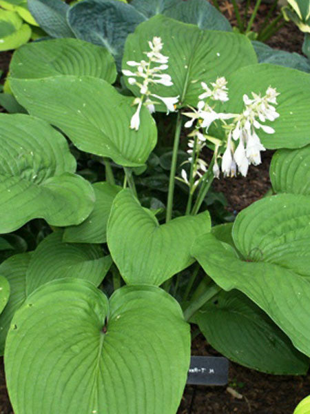 Hosta T-Rex