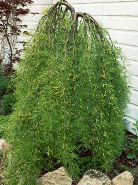 Caragana - Walker - 5 Gallon