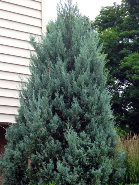 Blue Juniper (upright) - Wichita - 10 Gallon