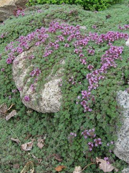 Thymus - Woolly Thyme